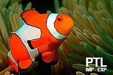 1_PESCI_MARINI_VENDITA_INGROSSO1