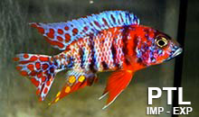 Aulonacara_MALAWI3