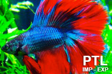 BETTA_SPLENDENS_VENDITA_INGROSSO9