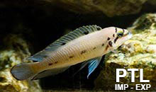 Chalinochromis_TANGANICA9