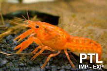 Crabs-Crostacei_acquario_Mix_vendita_ingrosso