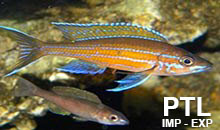 Cyprichromis_TANGANICA4