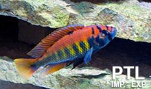 Haplochromis_MALAWI5