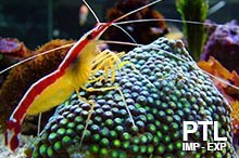 INVERTEBRARI-MARINI_VENDITA_INGROSSO91
