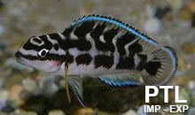 Julidochromis_TANGANICA8