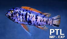 Labeotropheus-MALAWI5