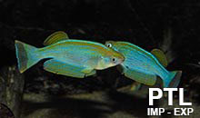 Lamprychtis_TANGANICA4