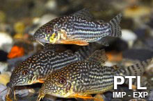 Loricariidae_pesci_Pulitori_pesci_pulivetro_vendita_ingrosso