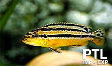 Melanochromis_MALAWI6