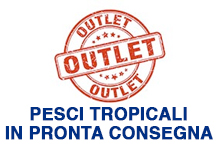OTULET_PESCI_TROPICALI_PRONTA_CONSRGNA