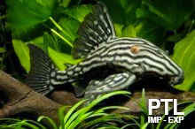 PESCI_TROPICALI_DAL_MONDO_E_-RARITA_ACQUARIO_VENDITA_INGROSSO825