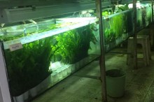 PIANTE-ACQUARIO-E-LAGHETTO_VENDITA_INGROSSO