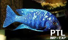Placidochromis_MALAWI3