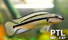 Telmatochromis_TANGANICA1