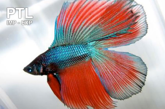 OUTLET882_double-tail-betta