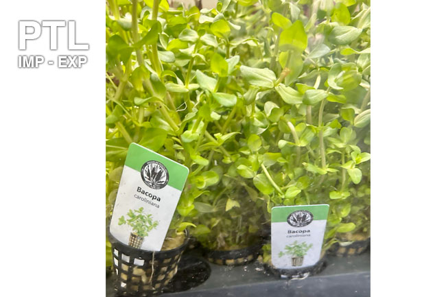 PB20023_POT-PB-BACOPA-SP