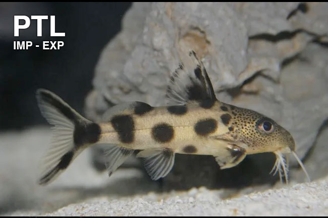 PTL692432_SYNODONTIS_VALENTIANA