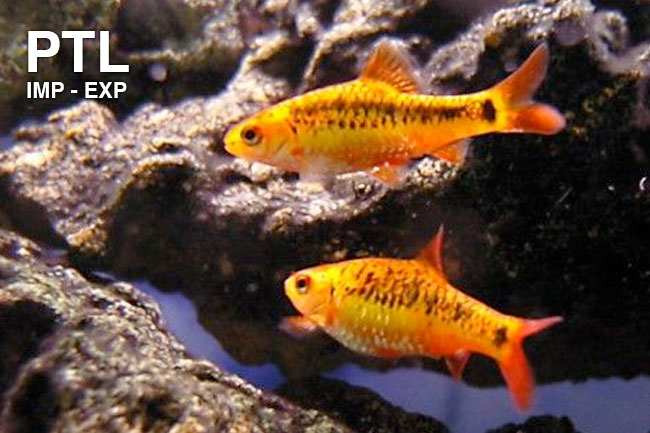 PTL69497_BARBUS_SEMIFASCIOLATUS