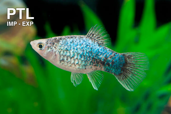 PTL69695_XIPHOPHORUS_MACULATUS_BLUE_TUXEDO