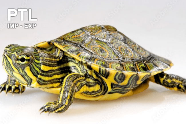 R3700-TARTARUGHINE-BABY---TRACHEMYS-VENUSTA-GREEN