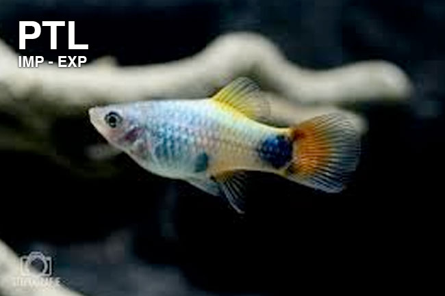 _XIPHOPHORUS-MACUL.-PLATY-BLUE-MOON-PTL69672L